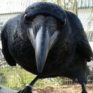 Meet your Posher, Bill